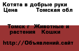 Котята в добрые руки  › Цена ­ 100 - Томская обл., Томск г. Животные и растения » Кошки   